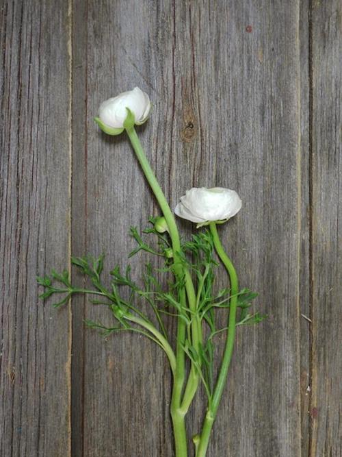  WHITE RANUNCULUS
